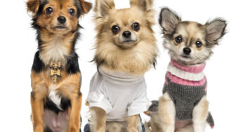 Petz compra negócio bom para cachorro