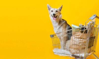 Mercado pet tem faturamento bilionário e tem até padaria para cachorros em BH